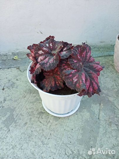Бегония декоративно лиственная