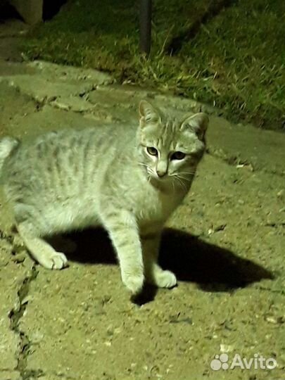 Кошка и кот