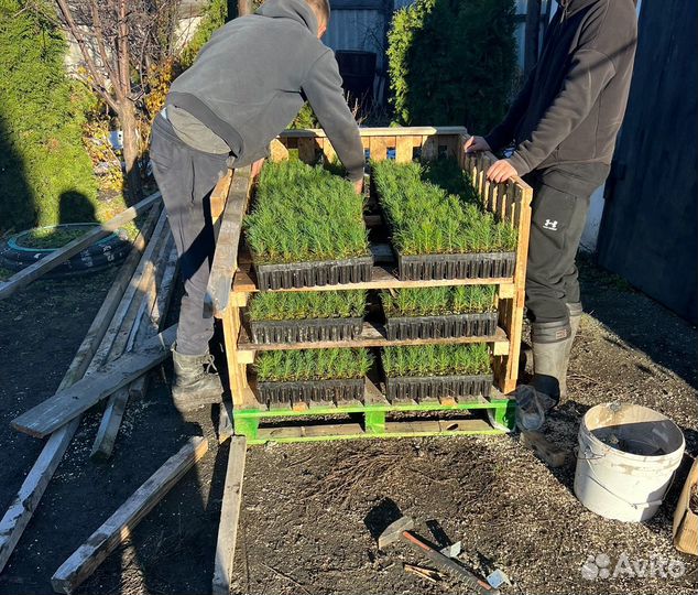 Горная сосна Пумилио и Мугус зкс сеянцы в кассетах