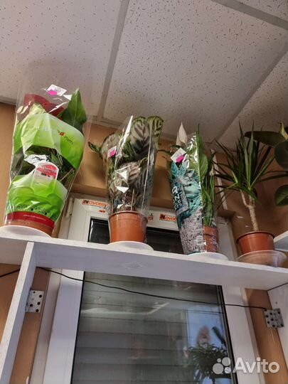 Комнатные растения, цветы