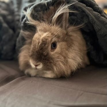 Карликовый кролик