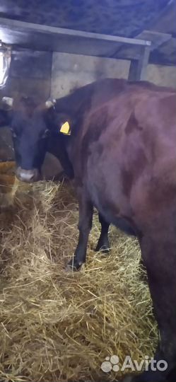 Коровы породистые