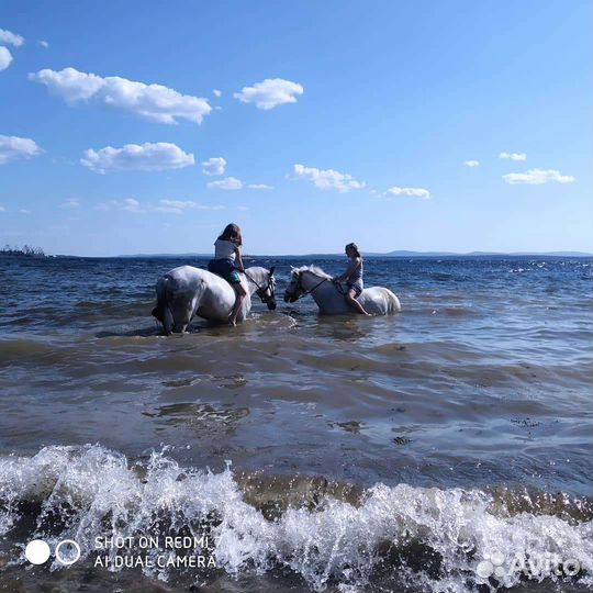Лошадки