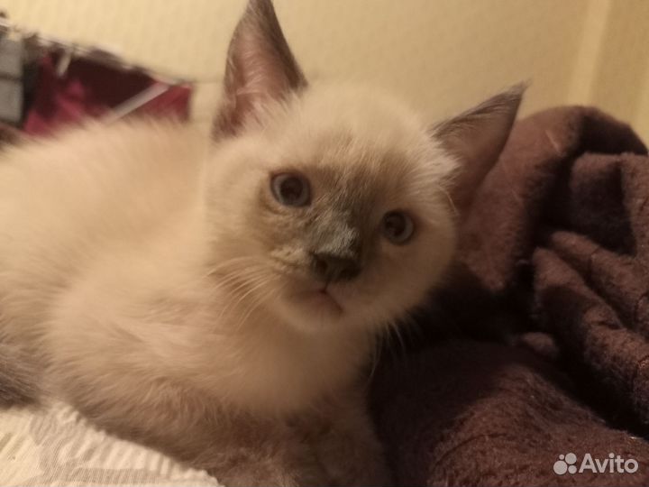 Котенок (Она)