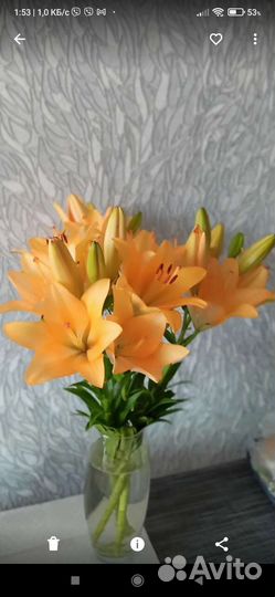 Цветы для посадки в саду