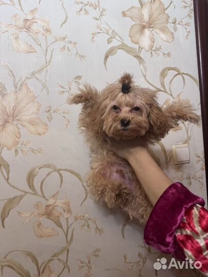 Собака мальтипу