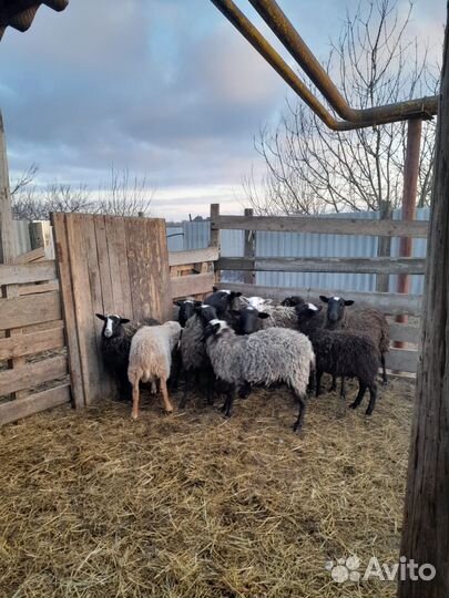 Романовские овцы