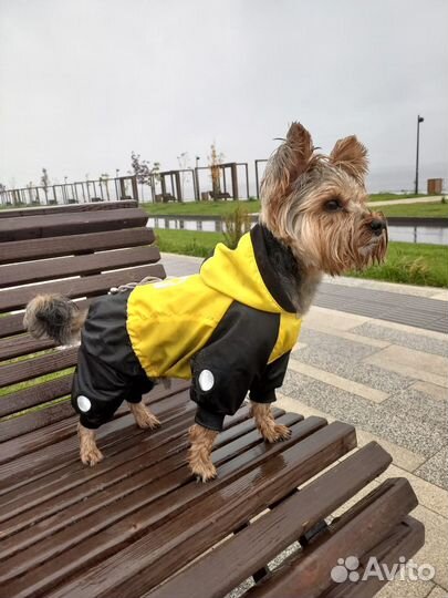 Вязка Йоркширский терьер