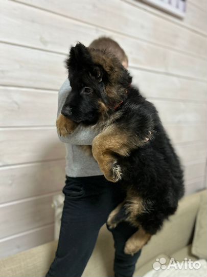 Длинношёрстные немцы