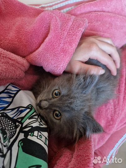 Котенок мальчик 2 месяца