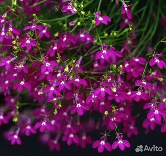 Лобелия ампельная ассорти