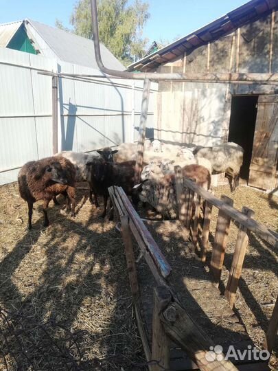 Овцы и баран