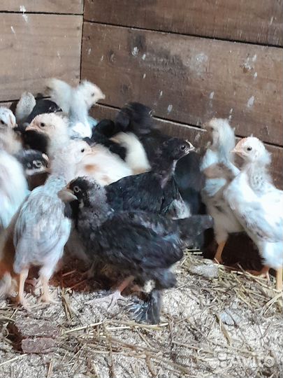 Куры, петухи