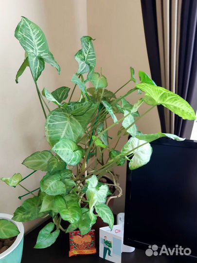 Сингониум комнатное растение