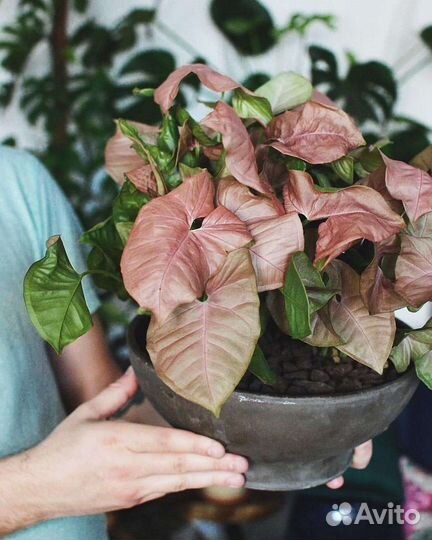 Сингониумы - зеленые питомцы