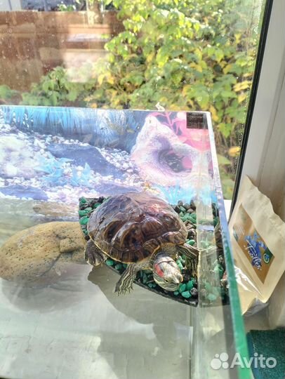 Красноухая черепаха с аквариумом
