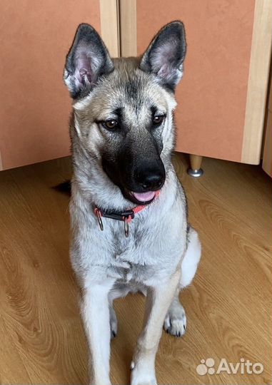 Щенок подросток