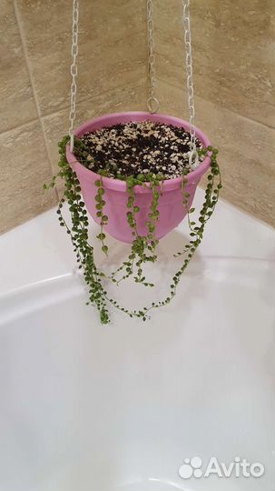 Крестовник роули