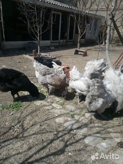 Ия Гергебильских кур