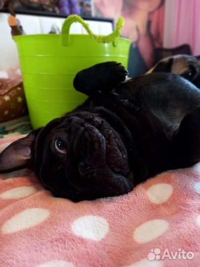 Мопс вязка мальчик