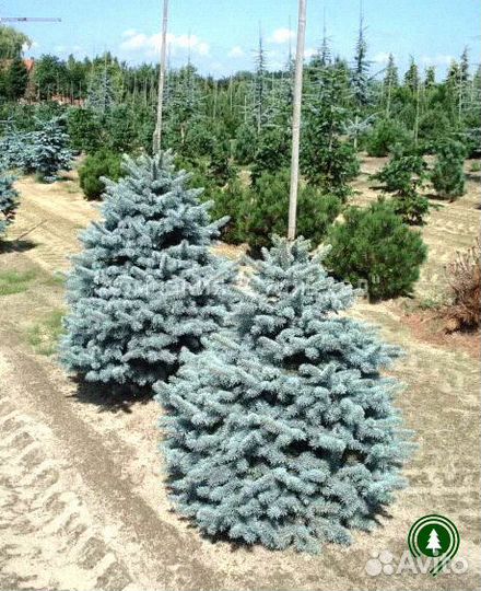 Голубая ель крупномер из своего питомника