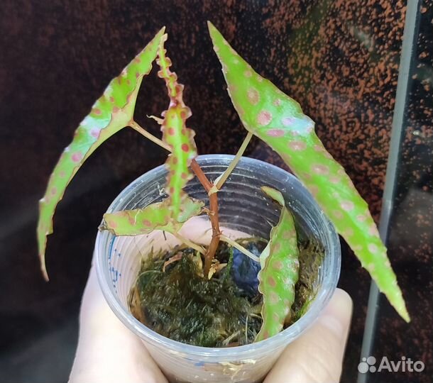 Комнатные растения