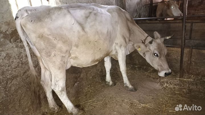 Коровы дойные молочные