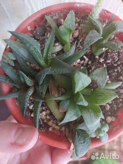 Суккуленты, сансы, кактусы