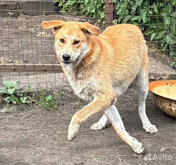 Собака в добрые руки отдам бесплатно щенок