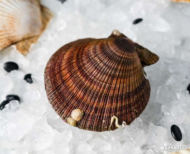 Морской гребешок