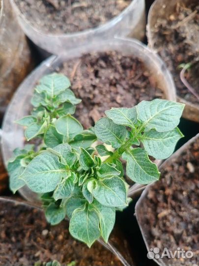 Сортовой картофель 'Сынок