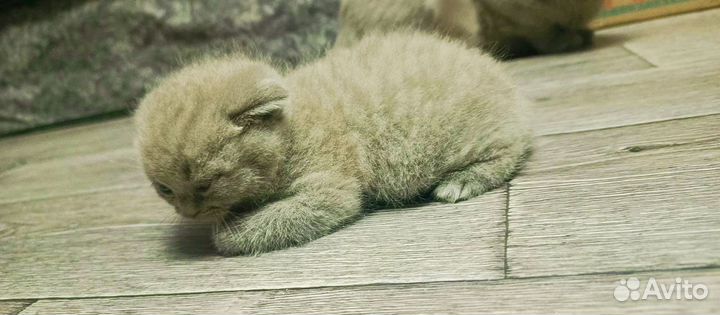 Продам кошечку вислоухая