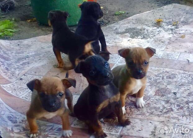 Маленькая собака