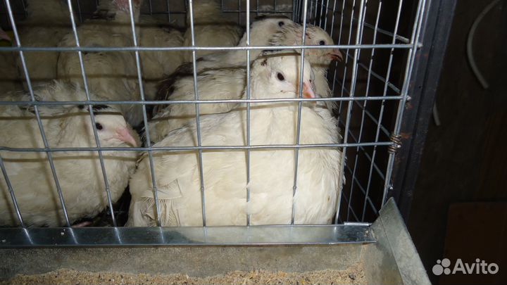 Перепел техасский и французский бройлерные