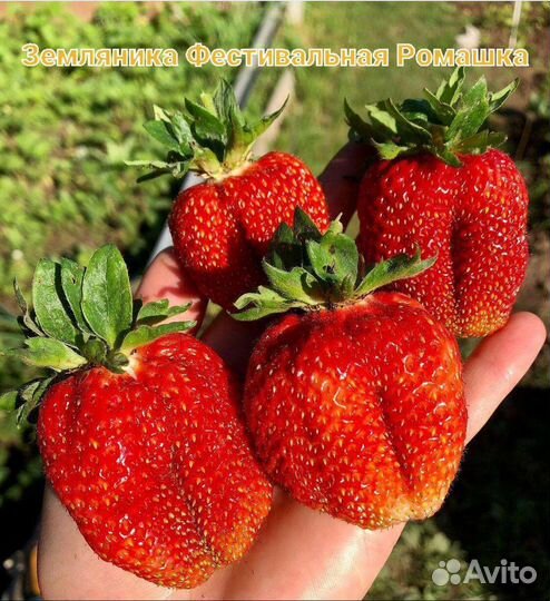 Рассада клубники