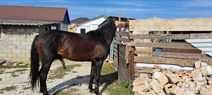 Жеребец 5лет спокойный обмен