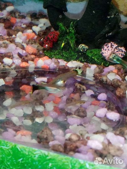 Рыба гуппи (мальки)