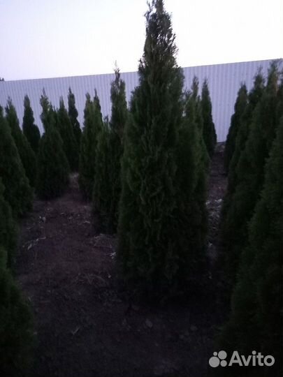 Туя Смарагд