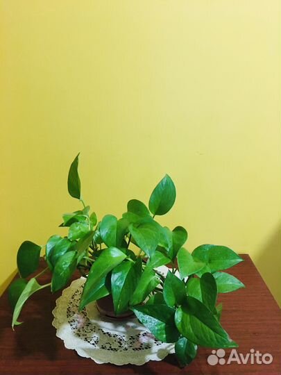 Сциндапсус