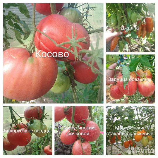 Семена помидор, томатов