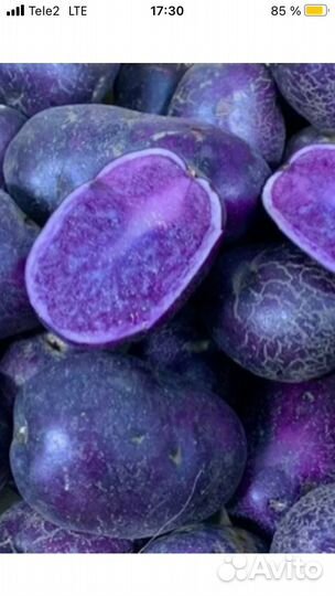 Семенной картофель фиолетовый