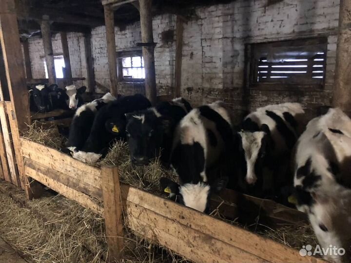 Бычки и телки мясные