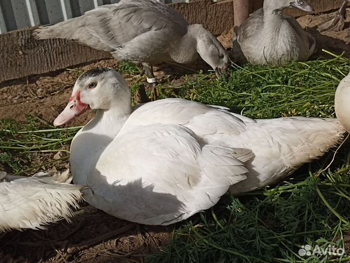 Селезень индоутки