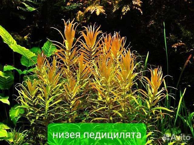 Аквариумные растения