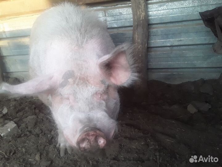 Продается хряк