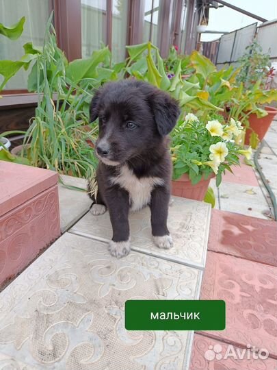 В добрые руки мальчик