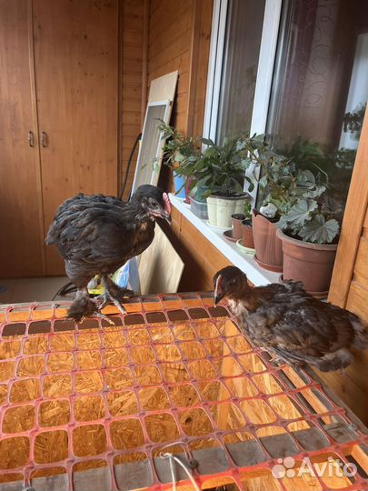 Куры мараны