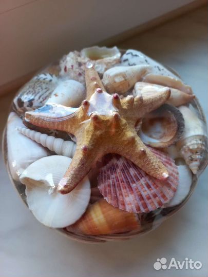 Декоративный набор ракушки