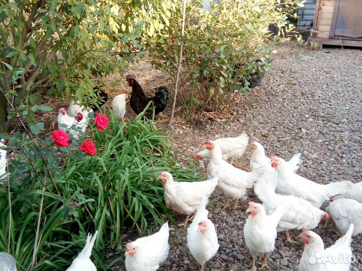 Куры несушки домашние
