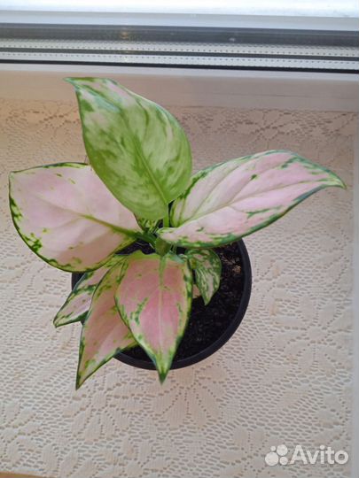 Аглаонема Пинк